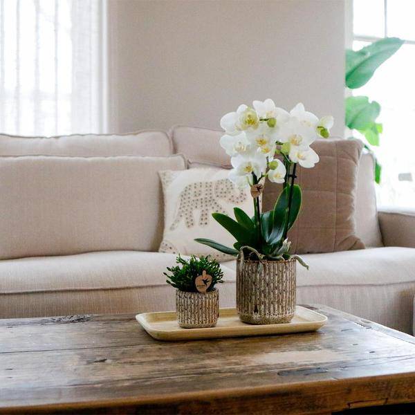 Blumentopf Keramik Ø6cm – moderner Pflanztopf für Zimmerpflanzen, Sukkulenten, Kakteen & Kräuter – Plant