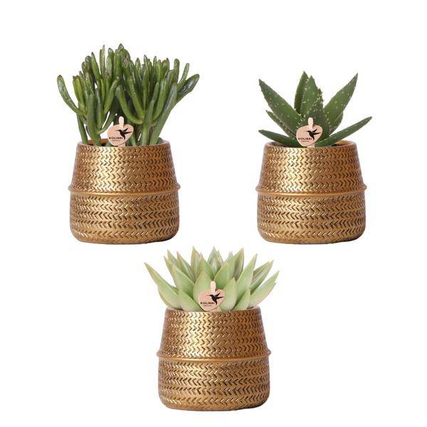 Pflanzenset mit 3 Sukkulenten – Inkl. Keramik – Ziertöpfe – Ø9cm Topf – Pflegeleichtes Mini – Set für Fensterbank, Schreibtisch & Regal – Plant