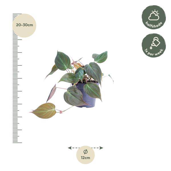 Philodendron scandens Micans – Baumfreund – Zimmerpflanze ↕25cm Ø12cm – Herzblatt – Philodendron mit samtigen Blättern – Hänge