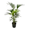 Kentia Palme – Forstersche Kentia – Zimmerpflanze ca. 160cm – Ø30cm – inkl. Pflanzgefäß Greenville Schwarz – Tropische XL – Plant