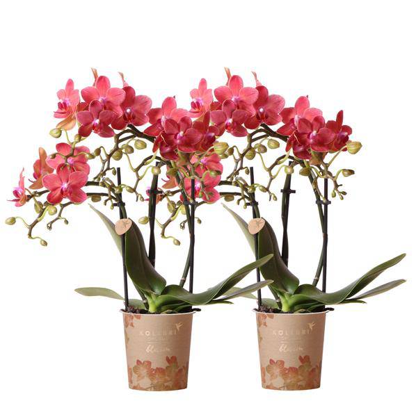 Rote Phalaenopsis Orchideen Zimmerpflanze Ø9cm – blühende Orchidee für Wohnzimmer, Büro & helle Standorte kaufen – Plant