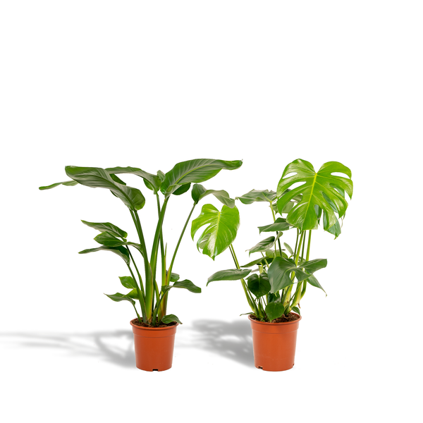 Pflanzenset Strelitzia Nicolai & Monstera Deliciosa Ø19cm Ø21cm ↕75cm – pflegeleichtes Pflanzen Set für Urban Jungle, Fensterbank, Wohnzimmer – Plant