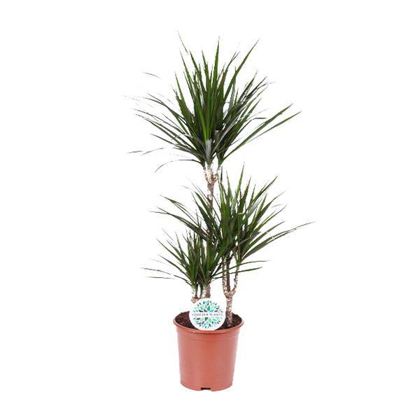 Drachenbaum Dracaena Marginata Zimmerpflanze Ø21cm ↕115cm – pflegeleichte Grünpflanze für Wohnzimmer, Büro & helle Standorte kaufen – Plant