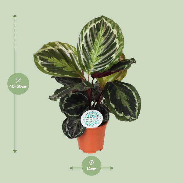 Korbmarante Calathea Medaillon – Zimmerpflanze Ø14cm ca. 45cm hoch – Exotische Blattpflanze mit lebhaften Mustern – Pflegeleicht im Halbschatten – Plant