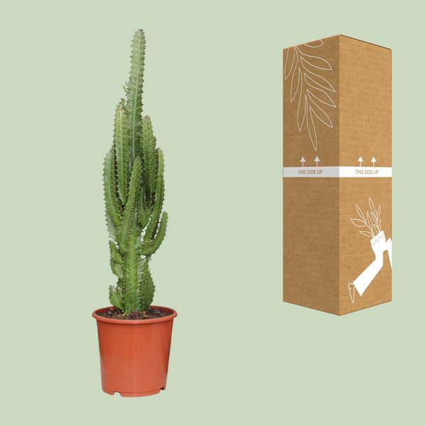 Dreikantige Wolfsmilch Euphorbia Trigona Zimmerpflanze Ø17cm ↕70cm – pflegeleichte Sukkulente für Wohnzimmer, Büro & helle Standorte kaufen – Plant