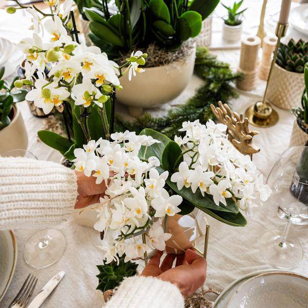 Weiße Orchidee 'Nazaré' Zimmerpflanze Ø9cm – blühende Orchidee für Wohnzimmer, Büro & helle Standorte kaufen – Plant