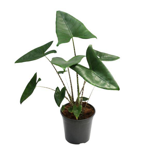 Tiger-Pfeilblatt – Alocasia Zebrina – Zimmerpflanze – Ø21cm – Höhe 80cm – Exotische Tropenpflanze mit zebraartig gemusterten Stielen – Pflegeleichte, luftreinigende Grünpflanze