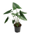 Tiger-Pfeilblatt – Alocasia Zebrina – Zimmerpflanze – Ø21cm – Höhe 80cm – Exotische Tropenpflanze mit zebraartig gemusterten Stielen – Pflegeleichte, luftreinigende Grünpflanze