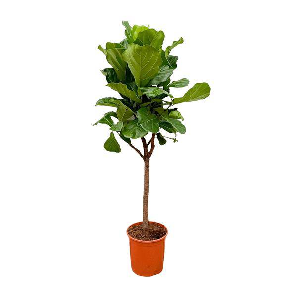 Geigen – Feige – Ficus Lyrata – Zimmerpflanze 180cm – Ø30cm – Designpflanze mit großen geigenförmigen Blättern – Pflegeleicht – Plant