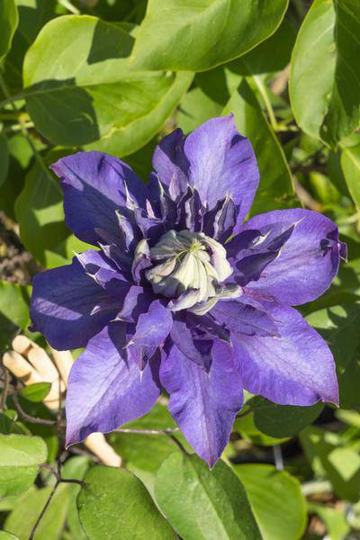 Waldrebe Clematis Multi Blue Kletterpflanze Ø15cm ↕65cm – winterharte Pflanze für Garten, Balkon, Terrasse, Kübel & Beet online kaufen – Plant
