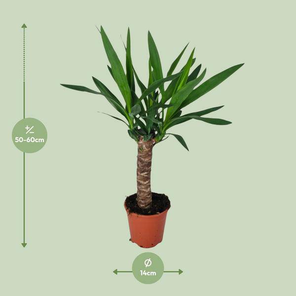Palmlilie – Yucca – Zimmerpflanze – Ø14cm – ca. 60cm hoch – pflegeleichte Wüstenpflanze – dekorative Yucca Palme mit luftreinigenden Eigenschaften – Plant
