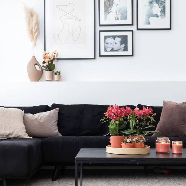 Rote Phalaenopsis Orchideen Zimmerpflanze Ø9cm – blühende Orchidee für Wohnzimmer, Büro & helle Standorte kaufen – Plant