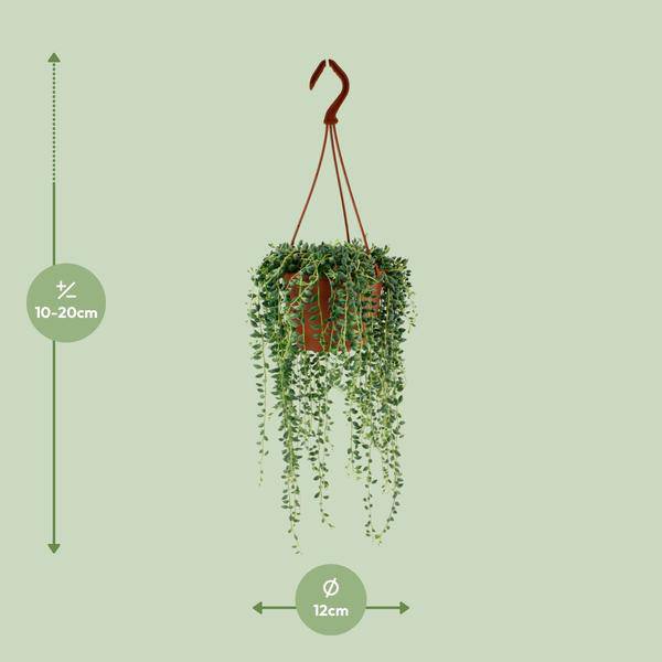 Erbsenpflanze Senecio Herreianus Zimmerpflanze Ø12cm ↕20cm – pflegeleichte Sukkulente für Wohnzimmer, Büro & helle Standorte kaufen – Plant