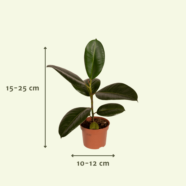 Außenseiterbox 8 Pflanzen Ø12cm – pflegeleichtes Pflanzen Set für Urban Jungle, Fensterbank, Wohnzimmer & Büro – Plant