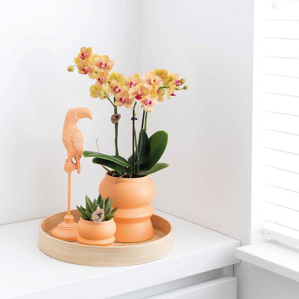 Dekorative Bambusschale – Rund – Ø30cm – Natürliches Tablett für Pflanzen, Töpfe & Wohnaccessoires – Schlicht & vielseitig kombinierbar – Plant