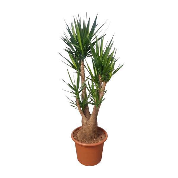 Riesen – Palmlilie – Yucca Elephantipes verzweigt – Zimmerpflanze 190cm – Ø55cm – Tropische Grünpflanze für Wohnzimmer, Büro & Wintergarten – Plant