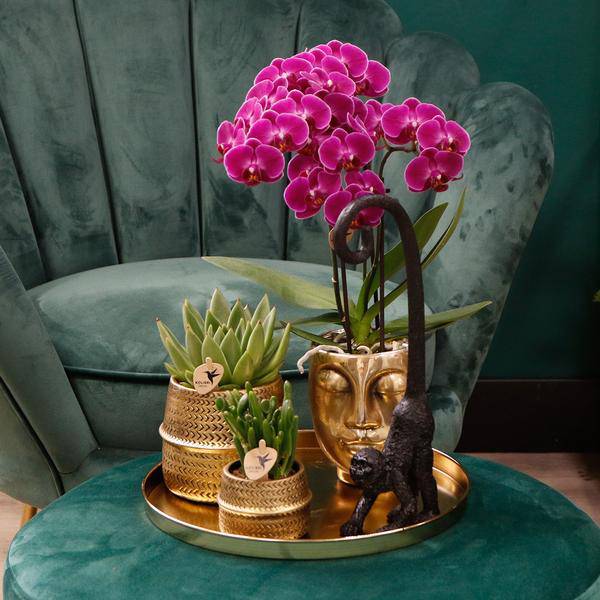 Phalaenopsis Orchideen Morelia Lila – 4 Orchideen – Zimmerpflanze Ø9cm – Orchideen mit 2-3 Blütenstielen – exotische Blütenpracht für Zuhause & Büro – Plant