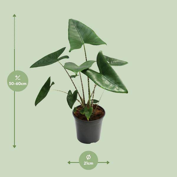 Tiger-Pfeilblatt – Alocasia Zebrina – Zimmerpflanze – Ø21cm – Höhe 80cm – Exotische Tropenpflanze mit zebraartig gemusterten Stielen – Pflegeleichte, luftreinigende Grünpflanze