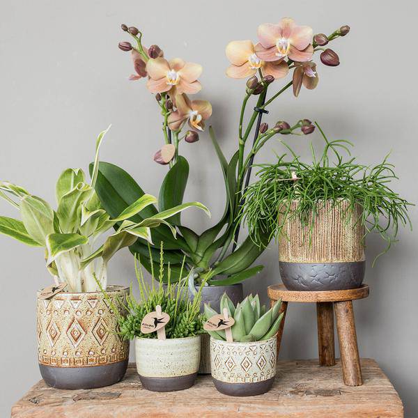 Sukkulente Echeveria Miranda – Grüne Zimmerpflanze – Rosettenform – Ø9cm – Pflegeleicht & Dekorativ – Plant