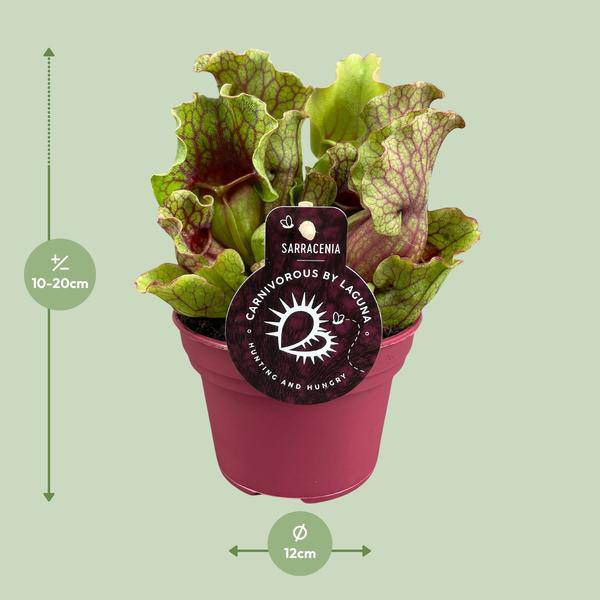 Schlauchpflanze Sarracenia Zimmerpflanze Ø12cm ↕20cm – pflegeleichte Grünpflanze für Wohnzimmer, Büro & helle Standorte kaufen – Plant