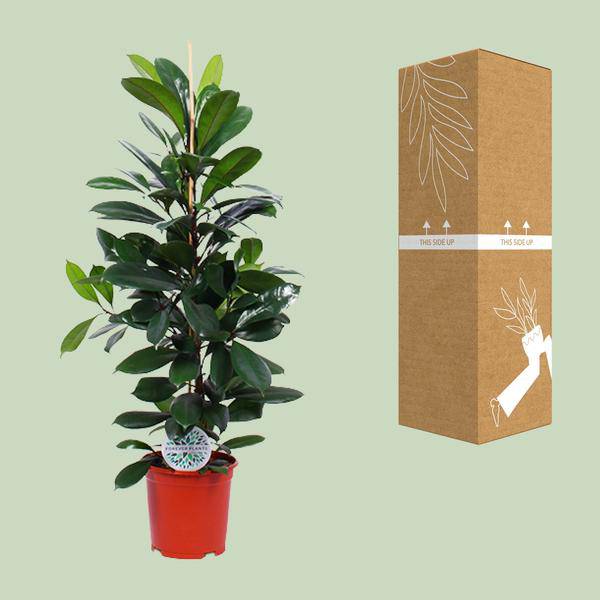 Gummibaum Ficus Cyathistipula – Zimmerpflanze Ø21cm – ca. 105cm hoch – pflegeleichte tropische Pflanze für Wohnzimmer, Büro & Innenraumbegrünung – Plant