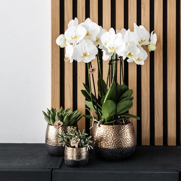 Blumentopf Elite Kupfer – Ø9cm – Moderner Keramik Übertopf – Dekorativer Pflanztopf für kleine bis mittelgroße Zimmerpflanzen – Stilvolle Innendeko – Plant