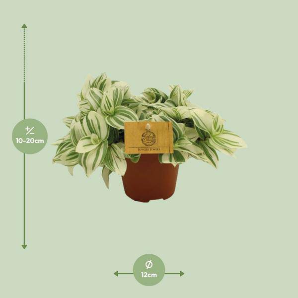 Dreimasterblume – Tradescantia Brightness – Zimmerpflanze – Ø12cm – ↕20cm – Pflegeleichte & dekorative Grünpflanze mit V – förmigen Blättern – Plant