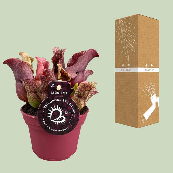 Schlauchpflanze – Sarracenia – Ø12cm – ↕20cm – Fleischfressende Zimmerpflanze – Exotische Karnivore für Zuhause & Büro – Pflegeleicht & dekorativ – Plant
