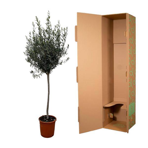 Olivenbaum Gartenpflanze Ø24cm ↕160cm – Pflanze für Garten, Balkon, Terrasse, Kübel & Beet online kaufen – Plant