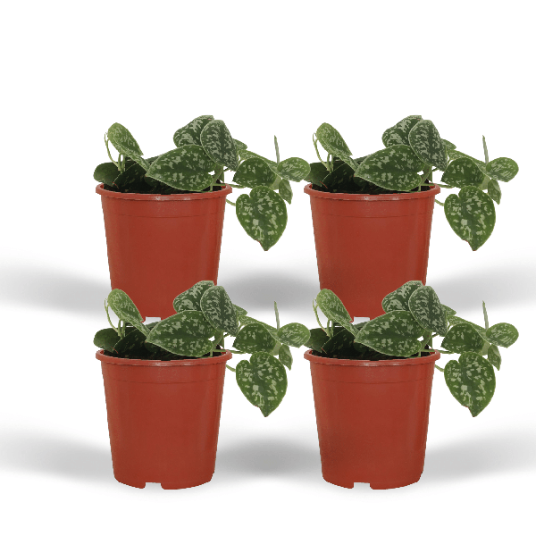 Efeutute Scindapsus pictus Epipremnum Zimmerpflanze Ø12cm – pflegeleichte Grünpflanze für Wohnzimmer, Büro & helle Standorte kaufen – Plant