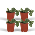 Efeutute Scindapsus pictus Epipremnum Zimmerpflanze Ø12cm – pflegeleichte Grünpflanze für Wohnzimmer, Büro & helle Standorte kaufen – Plant