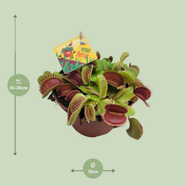 Venusfliegenfalle – Dionaea Muscipula – Fleischfressende Pflanze – Ø12cm – ↕12cm – Exotische Zimmerpflanze mit Fangblättern – Pflegeleicht & dekorativ – Plant