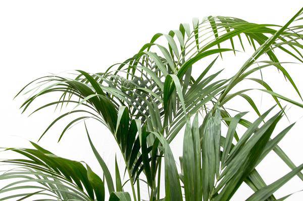 Kentia-Palme – Howea forsteriana – 180 cm hoch – Ø24 cm – Elegante Zimmerpalme – Luftreinigend & pflegeleicht – Für Wohnzimmer, Büro & Wintergarten – Plant