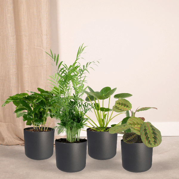 Tierfreundliches Pflanzenset Ø12cm ↕20-40cm – pflegeleichtes Pflanzen Set für Urban Jungle, Fensterbank, Wohnzimmer & Büro – Plant