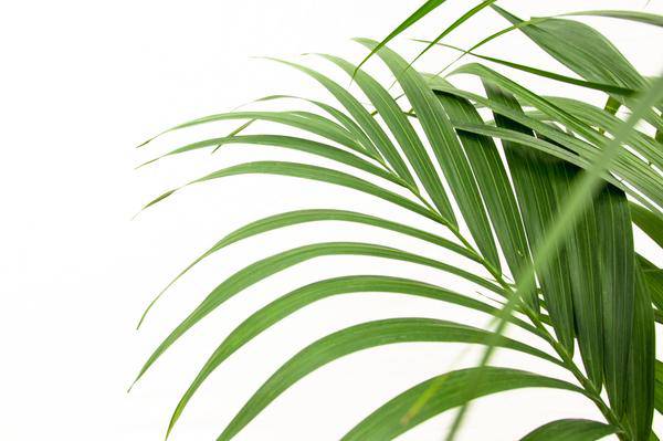 Kentia – Palme – Howea forsteriana – Zimmerpflanze – 160cm – Ø24cm – elegante Grünpflanze für Wohnzimmer, Büro & Wintergarten – pflegeleichte Palme – Plant