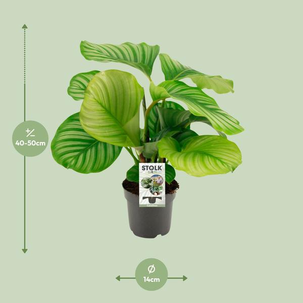 Blumentopf Korb Ø14cm ↕45cm – moderner Pflanztopf für Zimmerpflanzen, Sukkulenten, Kakteen & Kräuter – Plant