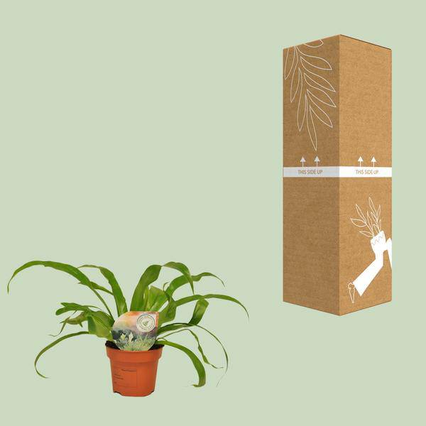 Nestfarn Asplenium Antiquum – Zimmerpflanze – Ø12cm – ↕30cm – Nierenfarn mit eleganten Wedeln – Plant