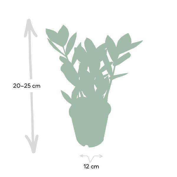 Glücksfeder Zamioculcas – Pflegeleichte Zimmerpflanze – Höhe ca. 35cm – Ø12cm – Immergrün & robust – Für Büro & Wohnung – Plant