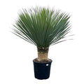 Yucca Rostrata – Palmlilie – Zimmerpflanze – ↕140cm – Ø45cm – Exotische Wüstenpflanze – Pflegeleicht & trockenheitsresistent – Für Innen – Plant