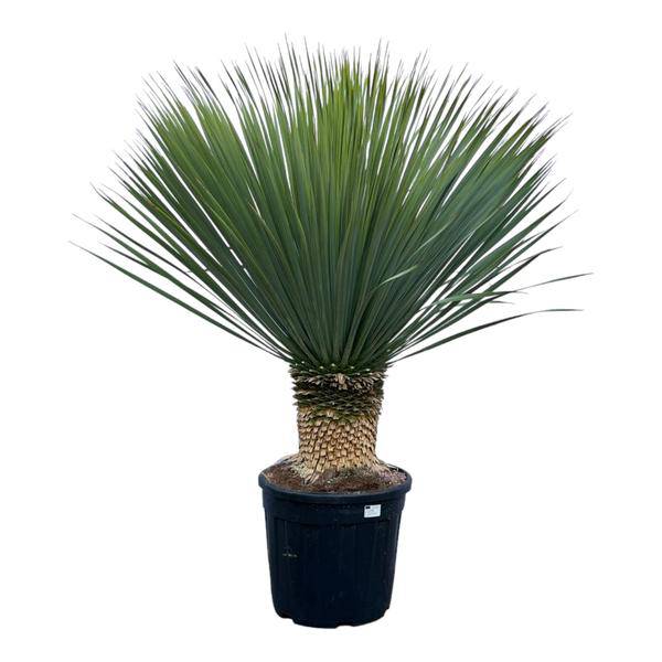 Yucca Rostrata – Palmlilie – Zimmerpflanze – ↕140cm – Ø45cm – Exotische Wüstenpflanze – Pflegeleicht & trockenheitsresistent – Für Innen – Plant