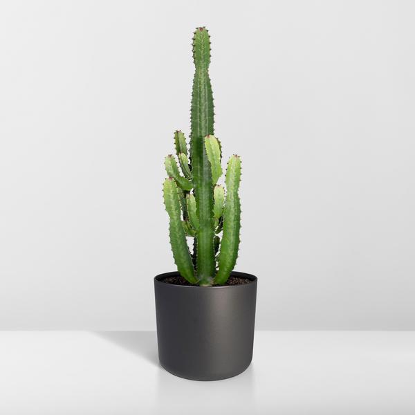 Kaktus – Wolfsmilch – Euphorbia Acrurensis (Cowboy – Kaktus) – Zimmerpflanze – Ø24cm ↕60-80cm – Sukkulente – Pflegeleicht – Exotisches Wüstendesign – Plant