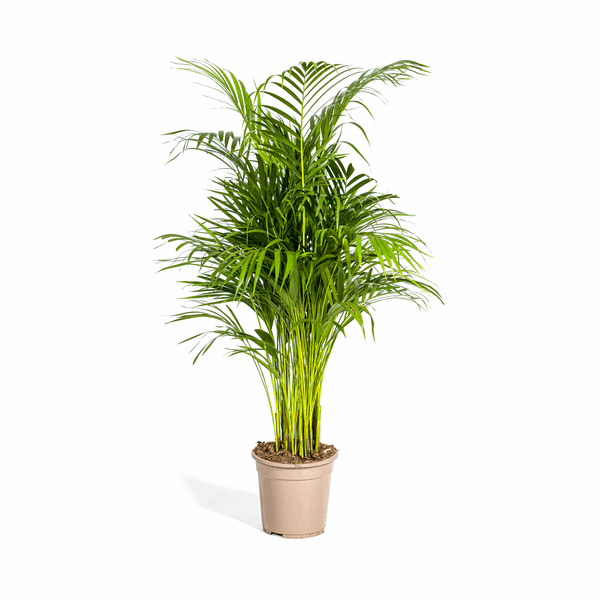 Dypsis Areca Lutescens – Goldpalme Ø21cm – Höhe 100-120cm – Luftreinigende Zimmerpflanze mit federartigen Blättern – Tropische Areca – Plant