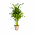 Dypsis Areca Lutescens – Goldpalme Ø21cm – Höhe 100-120cm – Luftreinigende Zimmerpflanze mit federartigen Blättern – Tropische Areca – Plant