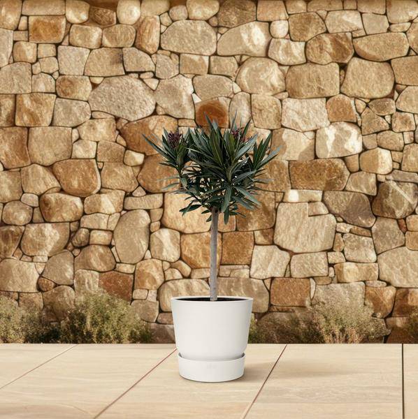 Rosenlorbeer Gartenpflanze Ø22cm ↕90cm – Pflanze für Garten, Balkon, Terrasse, Kübel & Beet online kaufen – Plant