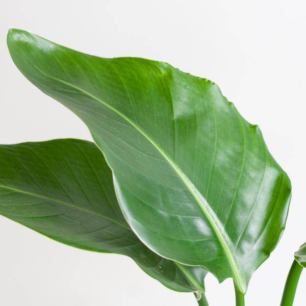 Strelitzia Nicolai – Baum – Strelitzie – Zimmerpflanze – 80cm hoch – Ø21cm – inkl. Übertopf – Paradiesvogelpflanze, tropisches Grün, pflegeleicht – Plant