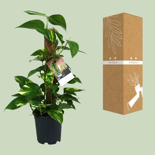 Efeutute – Scindapsus Epipremnum – Zimmerpflanze – Ø15cm – ↕50cm – Rankende Grünpflanze mit üppigem Laub – Pflegeleicht & luftreinigend – Plant