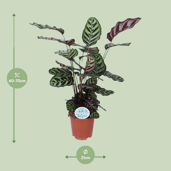 Pfauen-Korbmaranthe Calathea Makoyana – Zimmerpflanze Ø21cm – ca. 70cm hoch – Pflegeleichte, dekorative Zimmerpflanze mit auffälligem Blattmuster – Plant