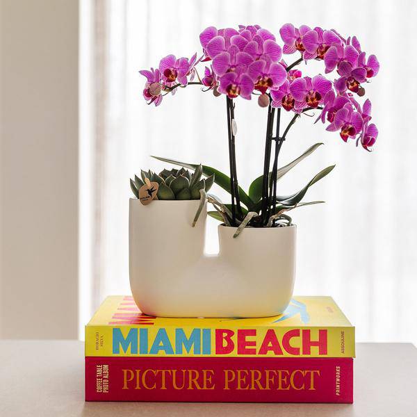 Röhre Ziertopf Weiß – Duo – Keramiktopf für zwei Pflanzen Ø9cm – Moderner Blumentopf für Orchideen, Sukkulenten & Zimmerpflanzen – Robust & dekorativ – Plant