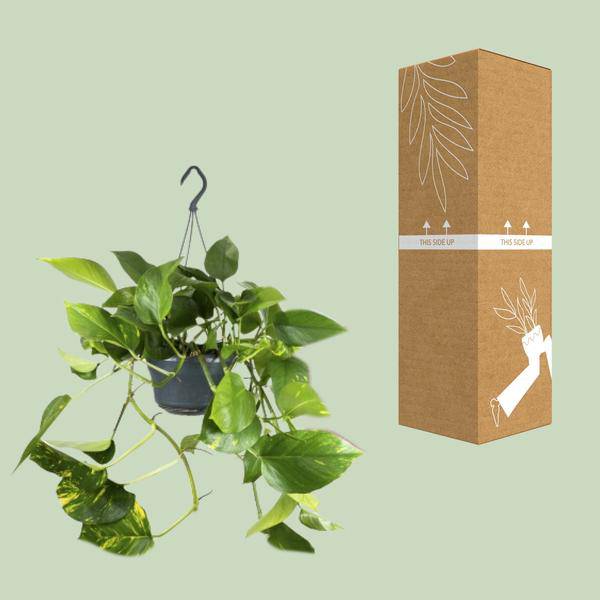 Efeutute – Epipremnum Aureum – Ø15cm x H25cm – Schneller Wuchs – Pflegeleichte Zimmerpflanze – Luftreinigend – Kletter – & Hängepflanze – Plant