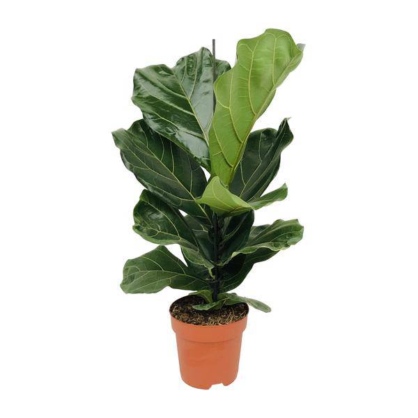 Geigen – Feige (Ficus lyrata) Zimmerpflanze Ø17cm ↕75cm – pflegeleichte Grünpflanze für Wohnzimmer, Büro & helle Standorte kaufen – Plant
